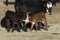 A newborn Hereford calf