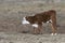 A newborn Hereford calf