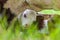 Newborn Hereford calf seeking shelter by its mother