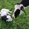 Newborn Holstein calf carefully watch by his mom