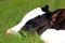 Newborn Holstein Calf with Head on Grass