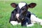 Newborn Holstein calf an hour old in the field