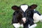 Newborn Holstein calf laying down in the pasture