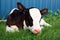 Newborn Holstein calf laying in the grass