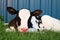 Newborn Holstein calf laying in the grass