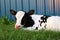 Newborn Holstein calf laying in the grass