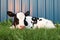 Newborn Holstein calf laying in the grass