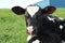 Newborn Holstein calf laying outdoors in the grass