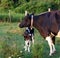 Newborn Holstein Calf and Mom in the Meadow