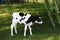 Newborn Holstein Calf Playing Outside