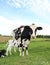 Newborn Holstein calf snuggles under mom