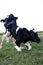 Newborn Holstein calf tries to stand for the first time