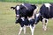 Newborn Holstein calf with two cows