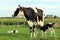 Newborn Holstein twin calves with mom in the meadow