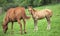 Newborn horse stands beside mother