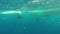 Newborn humpback whale cub swims next to mom underwater in Pacific Ocean.