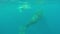 Newborn humpback whale cub swims next to mom underwater in Pacific Ocean.