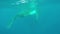 Newborn humpback whale cub swims next to mom underwater in Pacific Ocean.