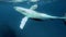 Newborn humpback whale cub swims next to mom underwater in Pacific Ocean.