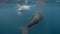 Newborn humpback whale cub swims next to mom underwater in Pacific Ocean.