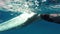 Newborn humpback whale cub swims next to mom underwater in Pacific Ocean.