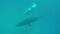Newborn humpback whale kid swims next to mother underwater in Pacific Ocean.