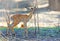 Newborn Impala standing between dry twigs in South Luangwa national park, zambia, southern africa