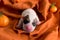 newborn jack russel terrier puppy dog sleep on citrus orange and orange in portrait pet concept