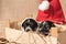 Newborn Jack Russell puppys with Santa Claus hat