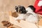 Newborn Jack Russell puppys with Santa Claus hat