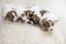 newborn Jack Russell terrier puppies