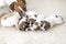 newborn Jack Russell terrier puppies on a light rug with their mother.