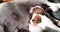 Newborn Jack Russell Terrier puppy wets