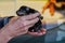 A newborn jack russell terrier puppy in a woman`s hand, whelping box with a warming lamp in background