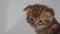 Newborn kitten brown striped crawls on soft bedding, monochromatic light background, close-up, striped color, meows