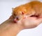 Newborn kitten in girl`s hand on white background. New born baby cat