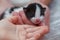 Newborn kitten in hand, closeup. Love and care concept