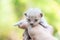 Newborn kitten in hand on green outdoor. little cat newbie