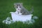 Newborn Kitten Portrait Outdoors in Green Meadow