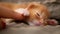 Newborn kitten red Maine Coon sleeps and human