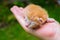 Newborn kitty in hand. New born baby cat. Red kitty in caring hands