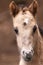 Newborn Konik foal