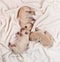 Newborn labrador puppies sleeping - top view