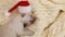 Newborn labrador puppy dog at christmas sleeping with a santa hat