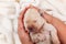 Newborn labrador puppy dog sleeping peacefully in woman palms - top view