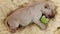 Newborn labrador puppy dog sleeping on woolen surface