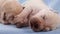 Newborn labrador retriever puppies sleeping