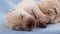 Newborn labrador retriever puppies sleeping - closeup