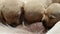 Newborn labrador retriever puppies sucking, close-up