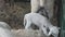 Newborn Lamb at Farm